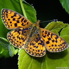 Attēlu rezultāti vaicājumam “Clossiana selene”