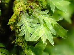 Attēlu rezultāti vaicājumam “Fissidens”