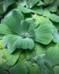 Attēlu rezultāti vaicājumam “Pistia stratiotes leaf”