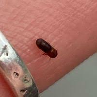 Attēlu rezultāti vaicājumam “Scolytidae”