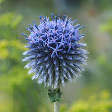 Image result for Echinops spaerocephalus