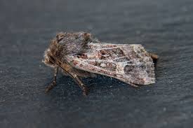 Attēlu rezultāti vaicājumam “Celaena leucostigma”