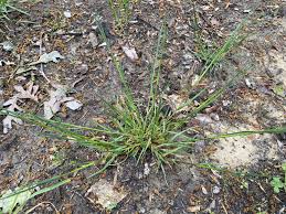 Attēlu rezultāti vaicājumam “Poa compressa leaf”