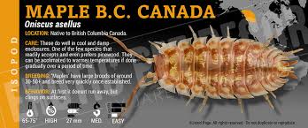 Attēlu rezultāti vaicājumam “Oniscus asellus”