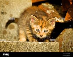 Attēlu rezultāti vaicājumam “Felis silvestris catus juvenile”