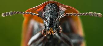 Attēlu rezultāti vaicājumam “Phosphuga atrata”