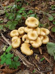 Attēlu rezultāti vaicājumam “Armillaria sp.”