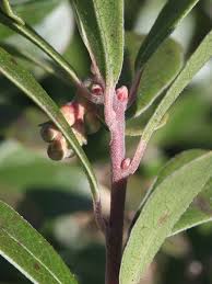 Attēlu rezultāti vaicājumam “Arctostaphylos uva-ursi fruit”
