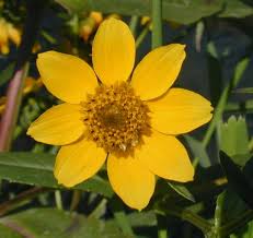 Attēlu rezultāti vaicājumam “Bidens cernua”