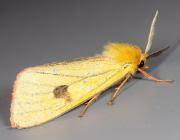 Attēlu rezultāti vaicājumam “Diacrisia sannio female”