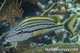 Image result for Haemulon carbonarium