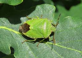 Attēlu rezultāti vaicājumam “Palomena prasina”