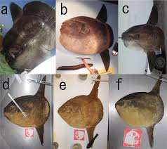 Image result for Mola alexandrini