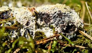 Attēlu rezultāti vaicājumam “Fuligo gyrosa spores”