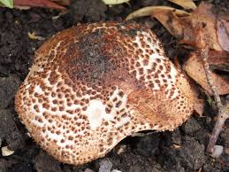 Attēlu rezultāti vaicājumam “Lepiota aspera”