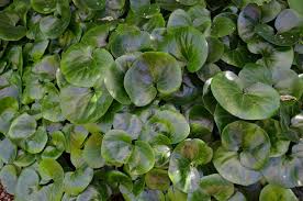 Attēlu rezultāti vaicājumam “Asarum europaeum flower”