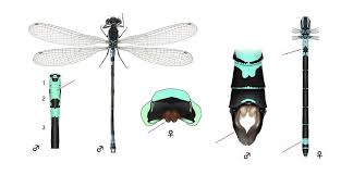 Attēlu rezultāti vaicājumam “Coenagrion armatum”