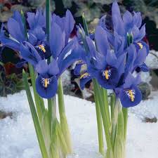 Attēlu rezultāti vaicājumam “Iris reticulata flower”