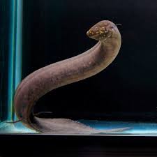 Attēlu rezultāti vaicājumam “Lophozia longidens”