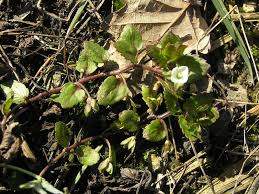 Attēlu rezultāti vaicājumam “Veronica agrestis leaf”