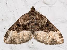 Attēlu rezultāti vaicājumam “Euphyia unangulata”