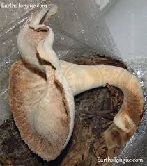 Attēlu rezultāti vaicājumam “Polyporus tuberaster”