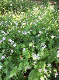 Attēlu rezultāti vaicājumam “Claytonia sibirica flower”