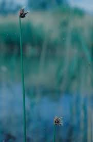 Attēlu rezultāti vaicājumam “Schoenoplectus lacustris subsp. glaucus fruit”