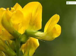 Attēlu rezultāti vaicājumam “Lathyrus pratensis flower”