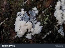 Attēlu rezultāti vaicājumam “Radulomyces confluens”