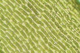 Attēlu rezultāti vaicājumam “Dicranum majus”