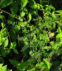 Attēlu rezultāti vaicājumam “Vicia hirsuta leaf”