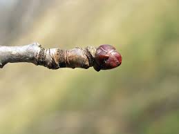 Attēlu rezultāti vaicājumam “Crataegus laevigata bud”