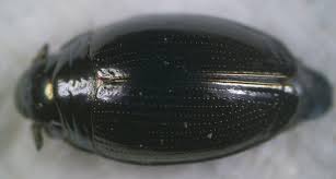 Attēlu rezultāti vaicājumam “Gyrinidae”