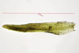 Attēlu rezultāti vaicājumam “Hymenostylium recurvirostrum macro”