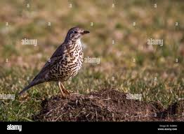 Attēlu rezultāti vaicājumam “Turdus philomelos”