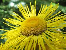 Image result for Inula helenium