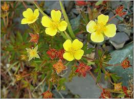 Image result for Potentilla erecta