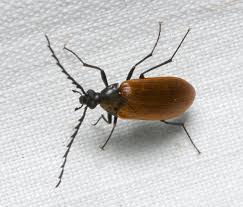 Attēlu rezultāti vaicājumam “Pseudocistela ceramboides”