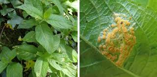 Attēlu rezultāti vaicājumam “Melampsora populnea”