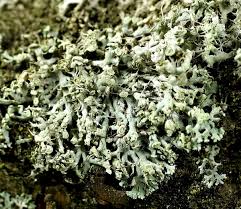 Attēlu rezultāti vaicājumam “Physcia tenella”