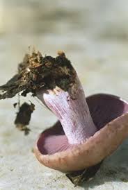 Attēlu rezultāti vaicājumam “Lepista nuda”