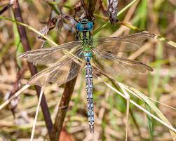 Attēlu rezultāti vaicājumam “Aeshna viridis”