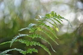 Attēlu rezultāti vaicājumam “Thelypteris palustris”