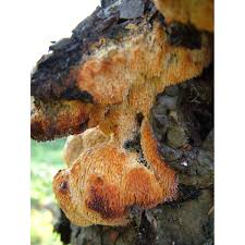 Attēlu rezultāti vaicājumam “Sarcodontia crocea”