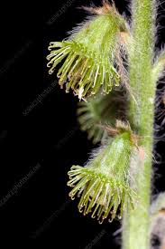 Attēlu rezultāti vaicājumam “Agrimonia eupatoria fruit”