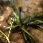 Attēlu rezultāti vaicājumam “Alisma gramineum flower”