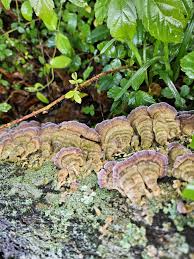 Attēlu rezultāti vaicājumam “Trichaptum biforme”