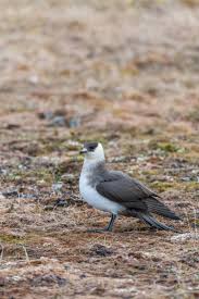 Attēlu rezultāti vaicājumam “Stercorarius parasiticus adult”