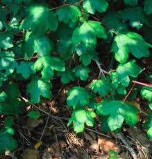 Attēlu rezultāti vaicājumam “Acer campestre leaf”